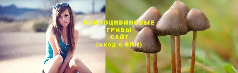 Псилоцибиновые грибы Cubensis  Белинский 